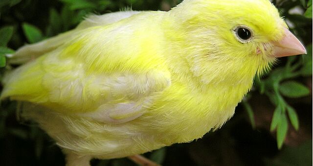 Gelber Kanarienvogel