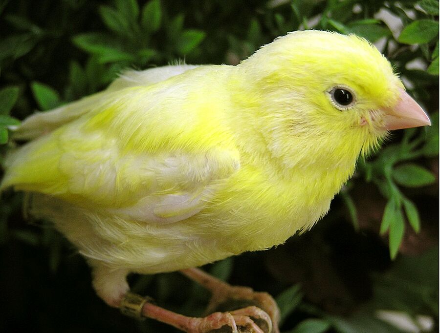 Gelber Kanarienvogel