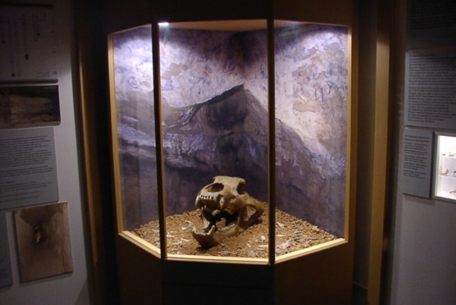 Vitrine mit Höhlenbären-Schädel