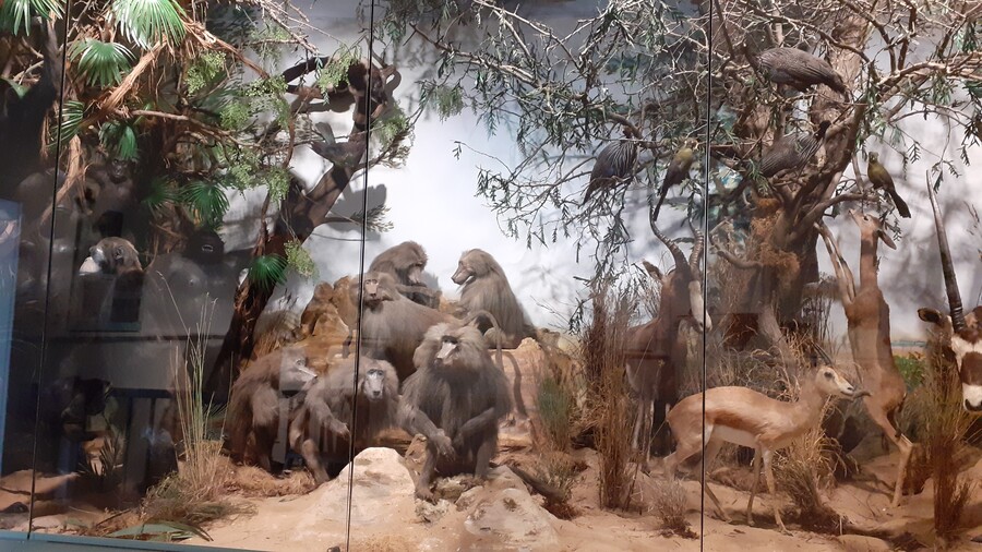 Diorama, (c) Stadtarchiv Alfeld