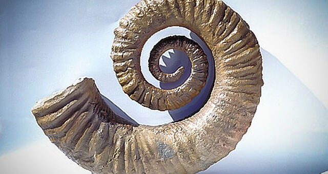 Ammonit in der Geosammlung der TU Clausthal-Zellerfeld