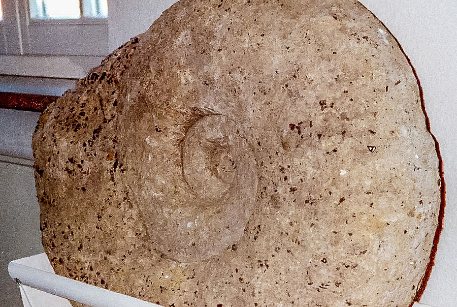 Fossilienfunde wie dieser Groß-Ammonit mit kleinen Eisenerzgeoden verweisen auf den Dammer Erzbergbau