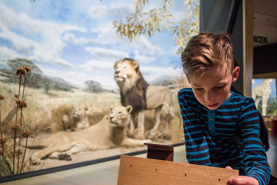 Kind beim Löwendiorama in der Afrika-Ausstellung im Übersee-Museum Bremen
