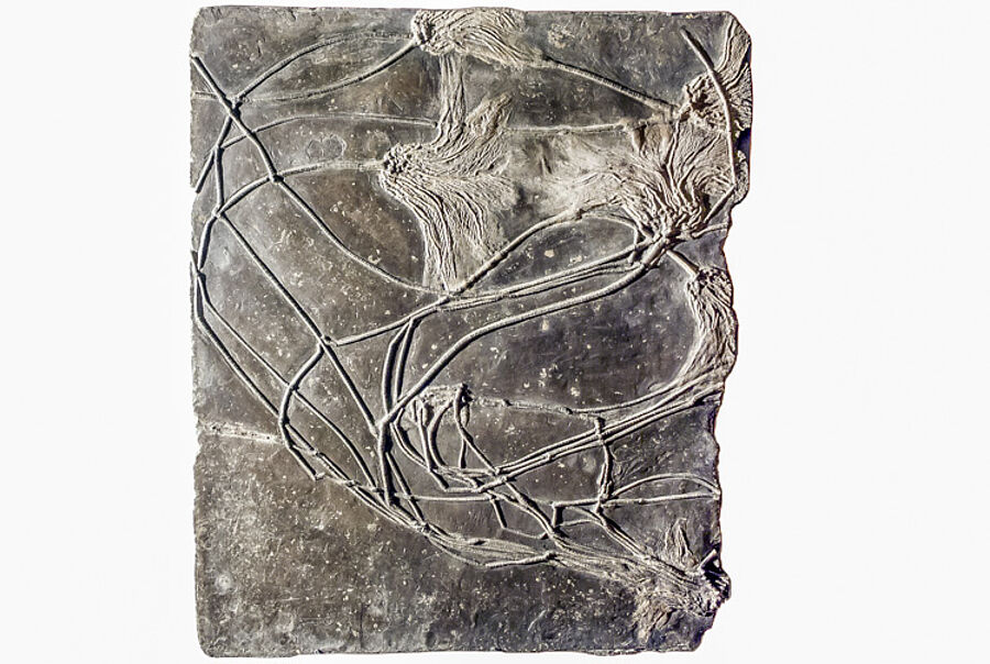Das 1724 erstmals beschriebene Medusenhaupt (Seelilie), 2014 das Fossil des Jahres
