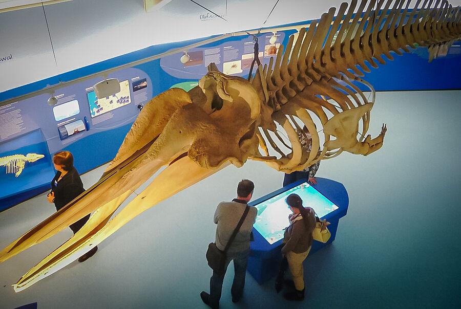 Entenwalskelett in der Ausstellung des Natureum Niederelbe