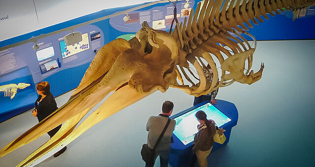 Entenwalskelett in der Ausstellung des Natureum Niederelbe