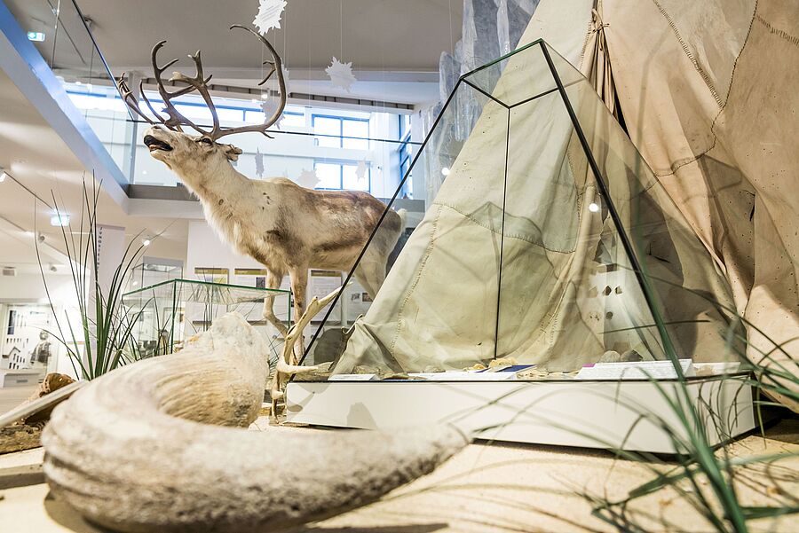 Inszenierung: Steinzeitliche Rentierjäger im Emsland Archäologie Museum