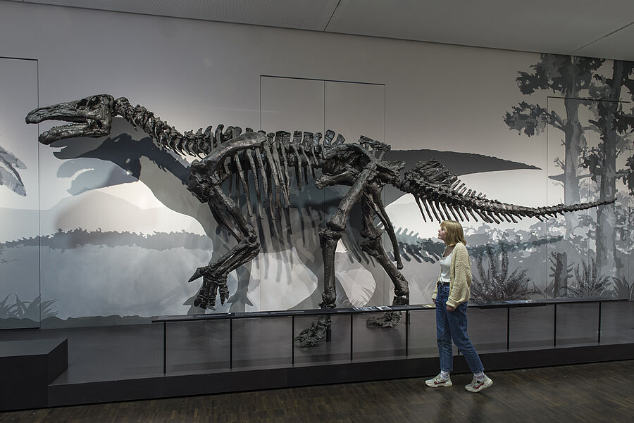 Dinosaurier-Skelett in der Ausstellung "Spurensuche" im Übersee-Museum Bremen