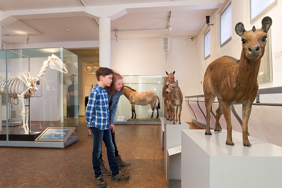 Blick in die Ausstellung des Deutschen Pferdemuseums