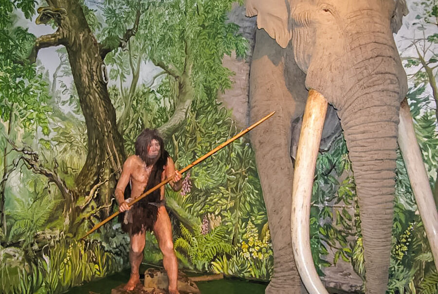 Neandertaler jagt Waldelefanten in der Ausstellung im Domherrenhaus