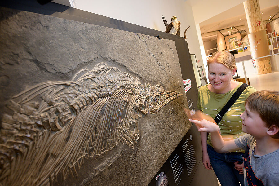 Fossil eines Fischsauriers in der Ausstellung im Museum am Schölerberg