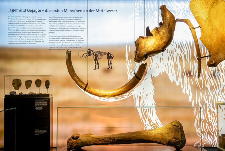Installation von Mammutknochen zu Beginn der Dauerausstellung im Museum Nienburg