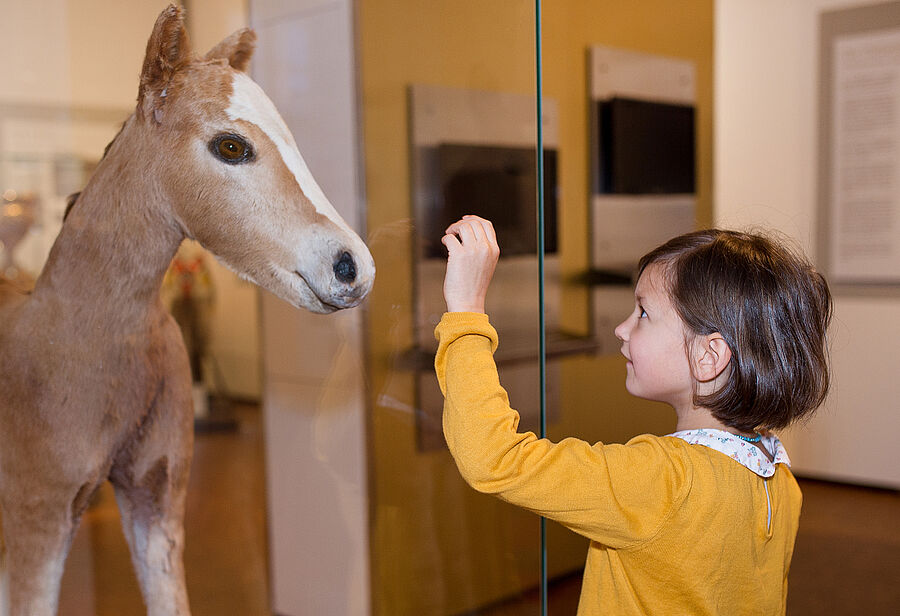 Blick in die Ausstellung des Deutschen Pferdemuseums