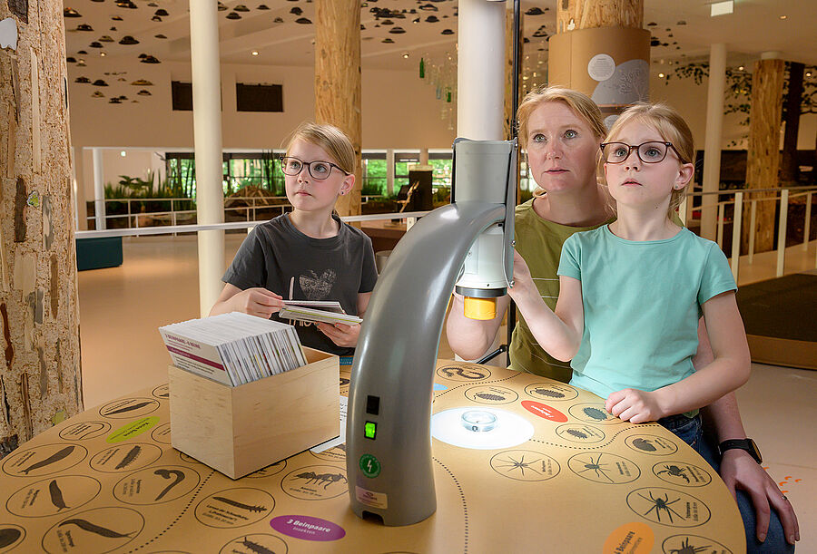 Kinder bestimmen Insekten mit einem Mikroskop im Museum am Schölerberg