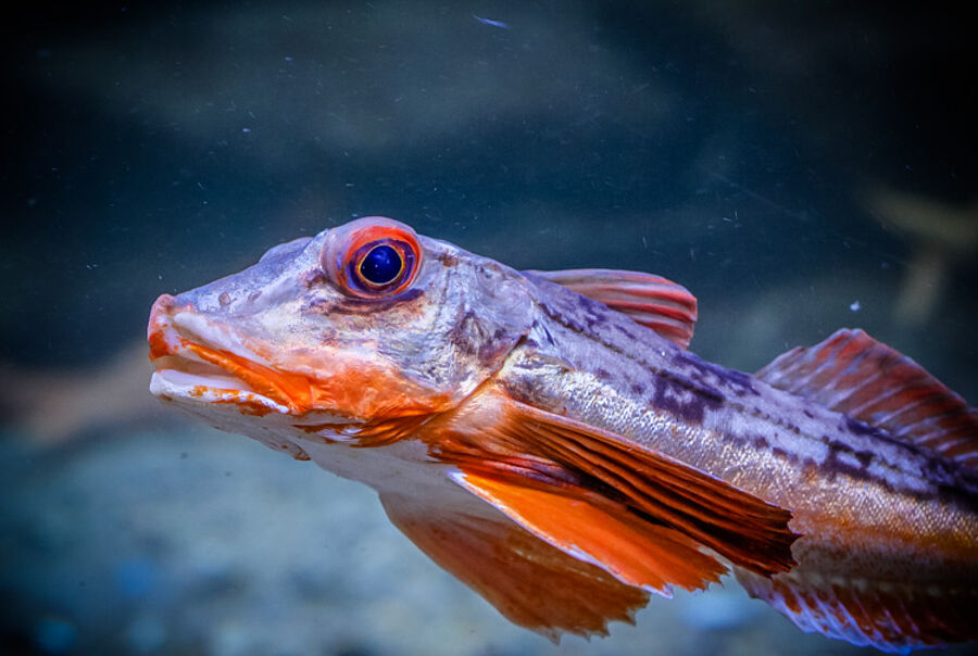 Knurrhahn im Nordseeaquarium