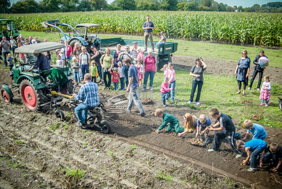 Kartoffelernte - Mitmachaktion für Besucher im Landtechnik-Museum 