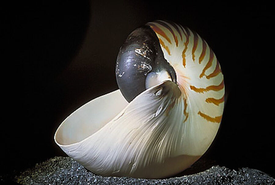 Nautilus in der Geosammlung der TU Clausthal-Zellerfeld