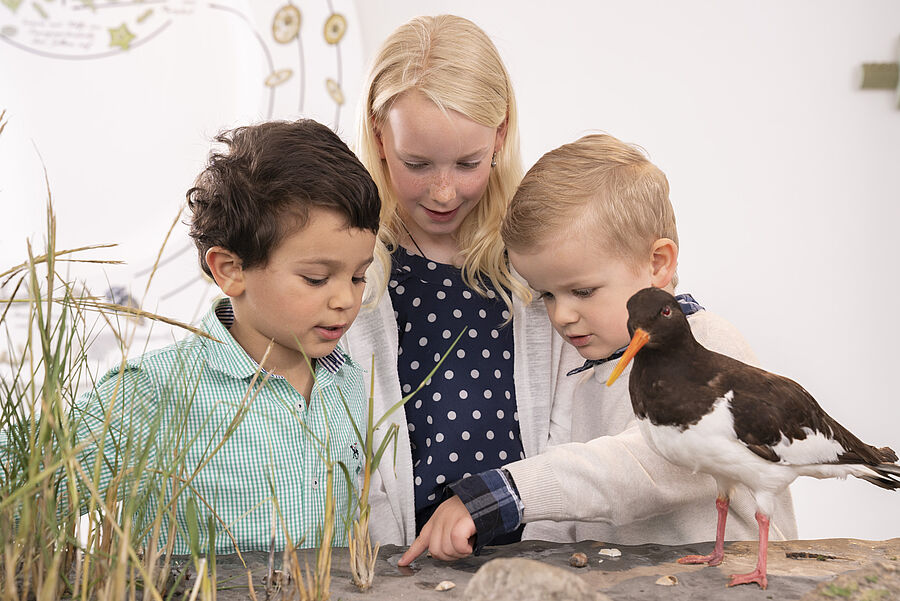 Ausstellung Natur und Marsch im Landesmuseum Natur und Mensch