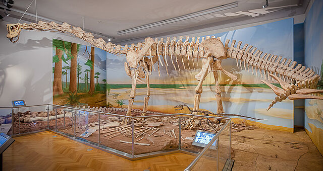 Das weltweit erste rekonstruierte Skelett von Spinophorosaurus nigerensis