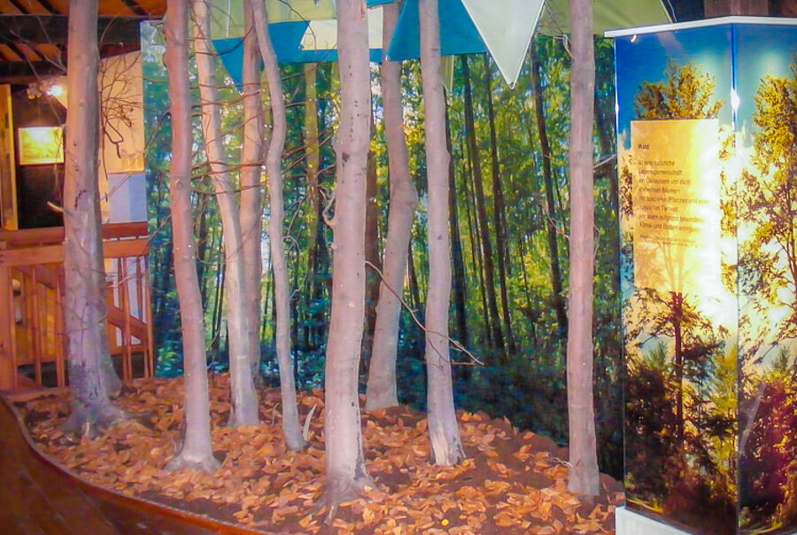 Blick in die Ausstellung: Wald- und Forstwirtschaft