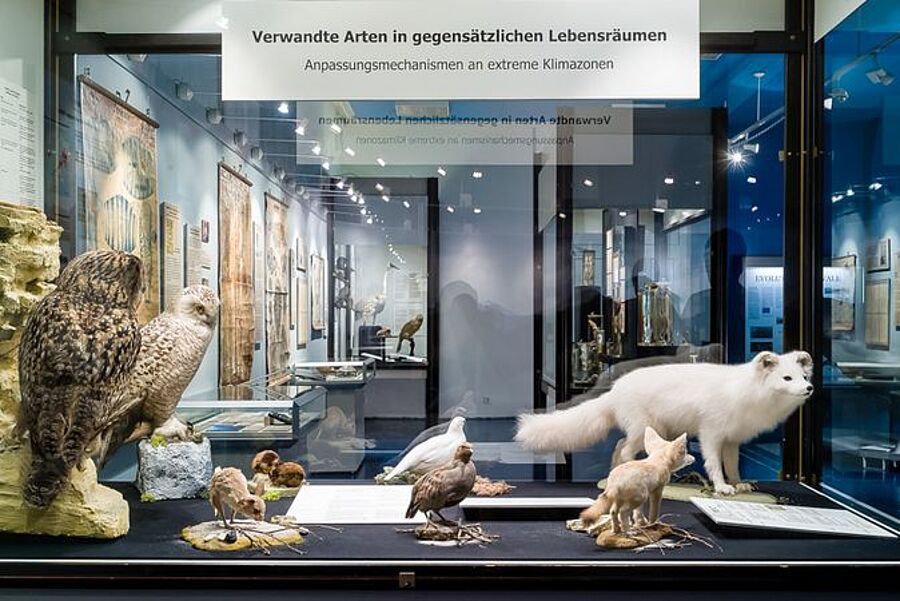 Blick in die Ausstellung des Zoologischen Museums Göttingen