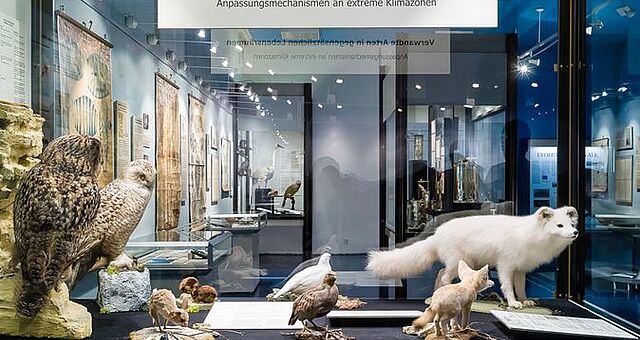 Blick in die Ausstellung des Zoologischen Museums Göttingen