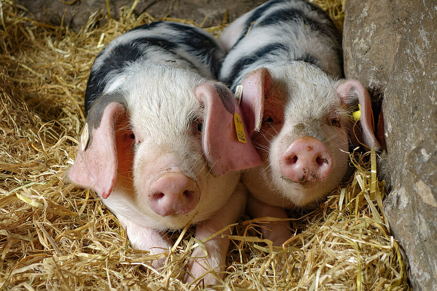 Ferkel im Museumsdorf Hösseringen