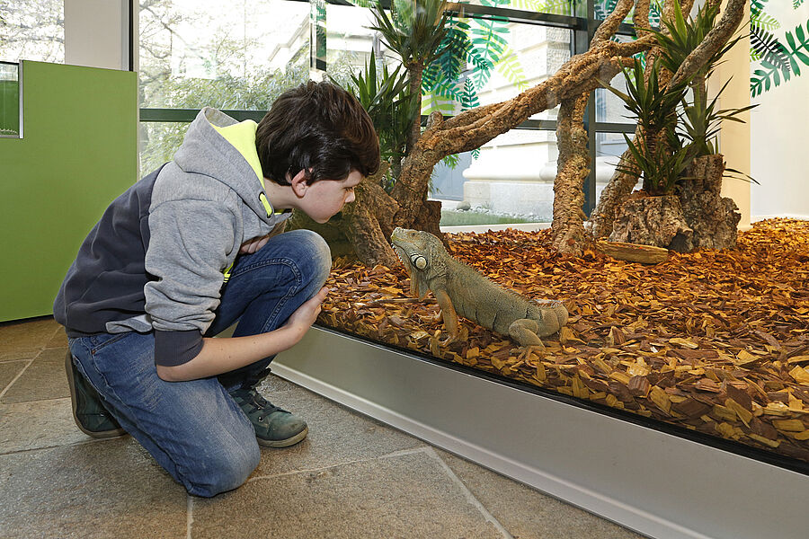 Grüner Leguan in den LandWelten im Landesmuseum Hannover