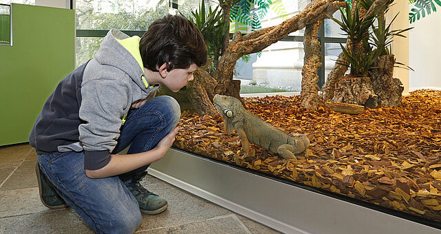 Grüner Leguan in den LandWelten im Landesmuseum Hannover